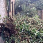 garden-waste-removal-london